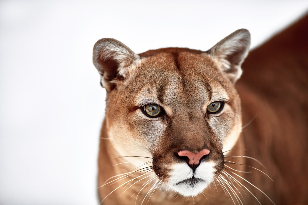 Living in Cougar&nbsp;Country